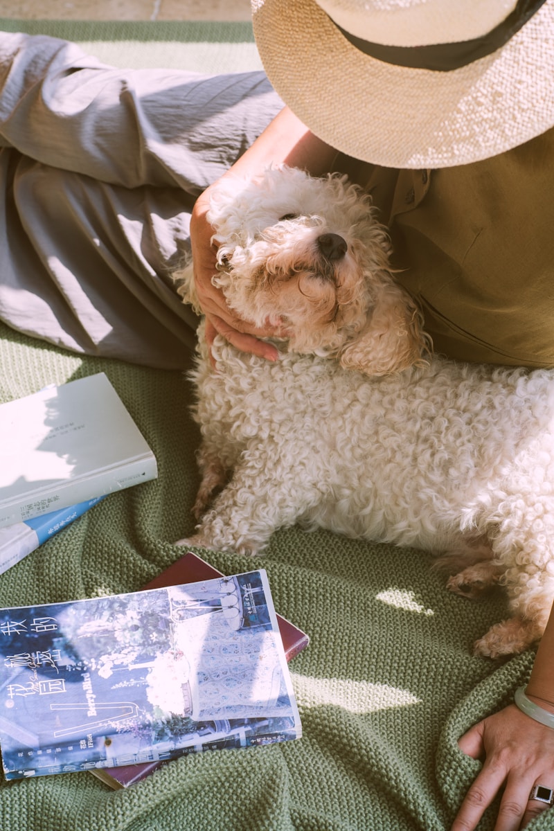 Transporte de Cães Pequenos em Aviões: Guia Completo para uma Viagem Segura e Confortável